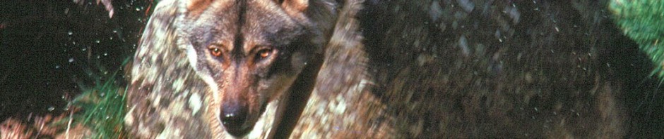 LOBO saltando un arroyo